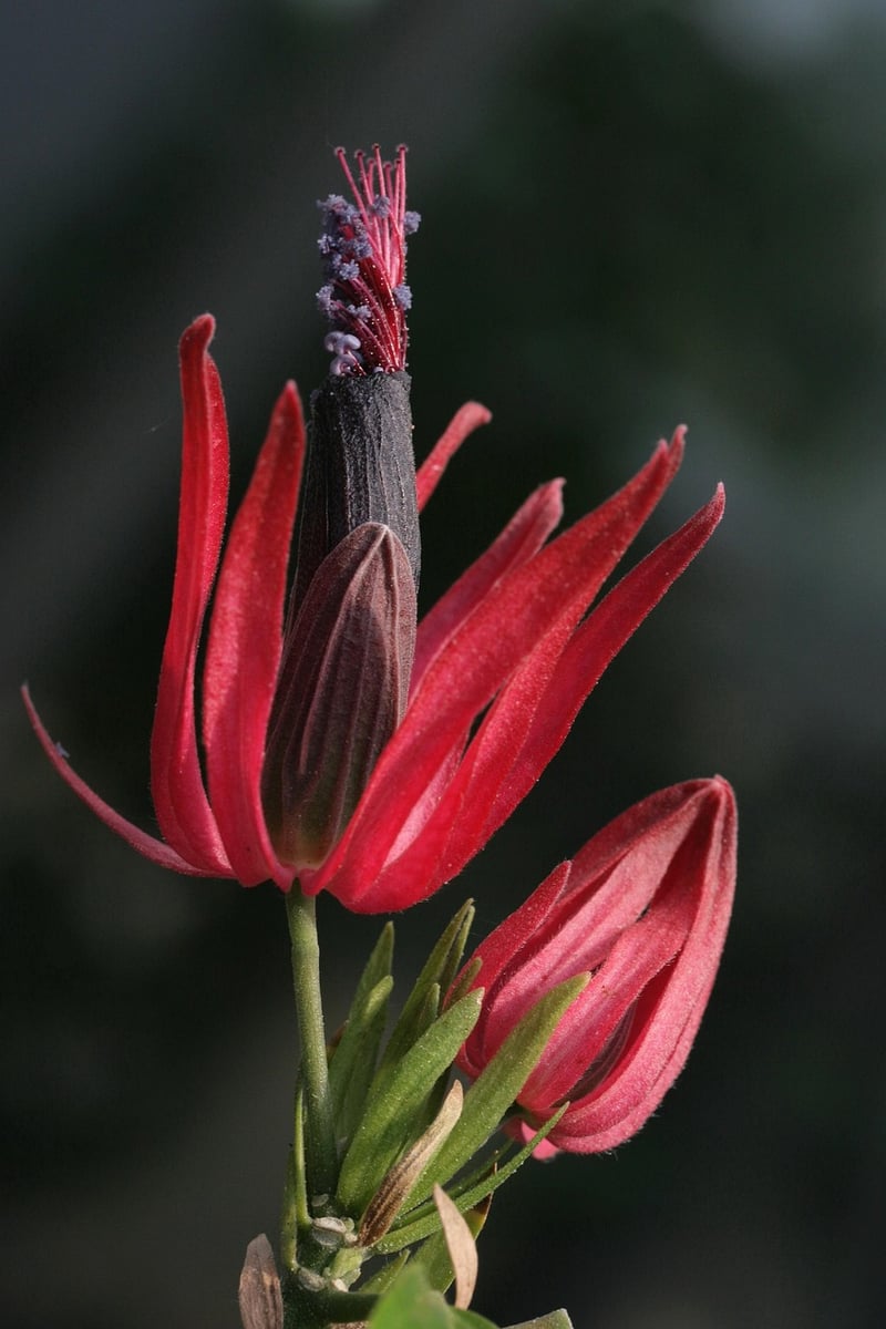 Fabled Blooms