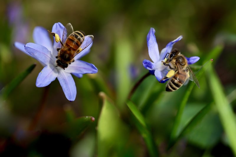 Bluebell