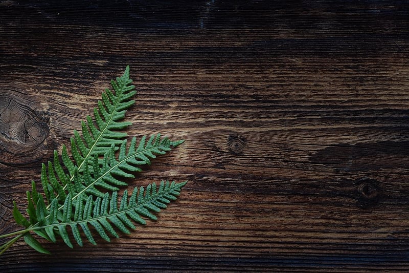 Unicorn Fern
