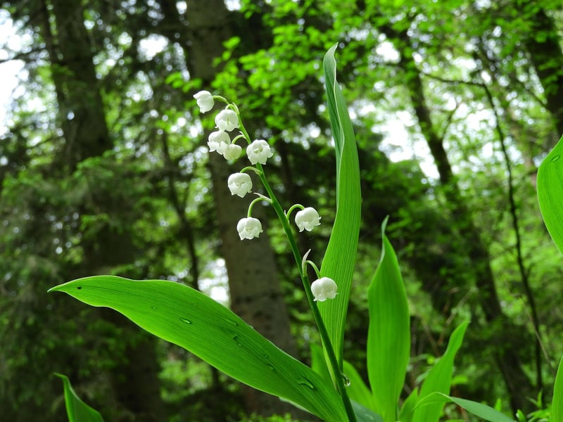 Lily of the Valley