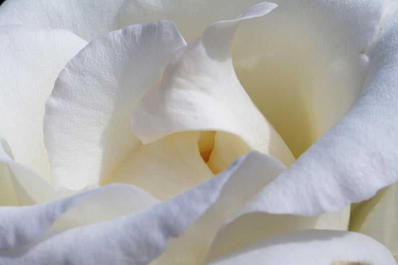 Starflower